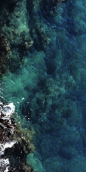 Water, Underwater Environment, Algae, Sea, Marine Biology 5K iPhone Wallpaper Background