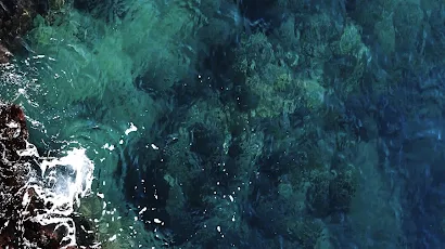 Water, Underwater Environment, Algae, Sea, Marine Biology 5K iPhone Wallpaper Background