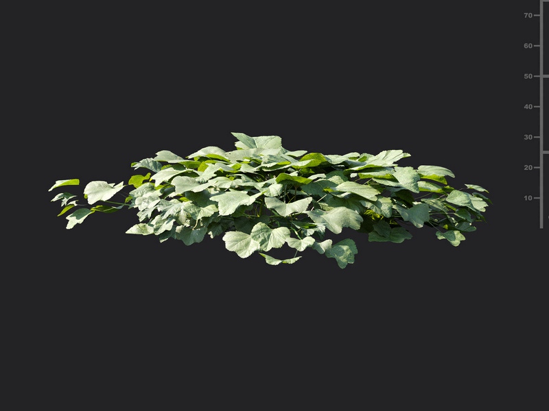 Maxtree - Plant Models Vol.115