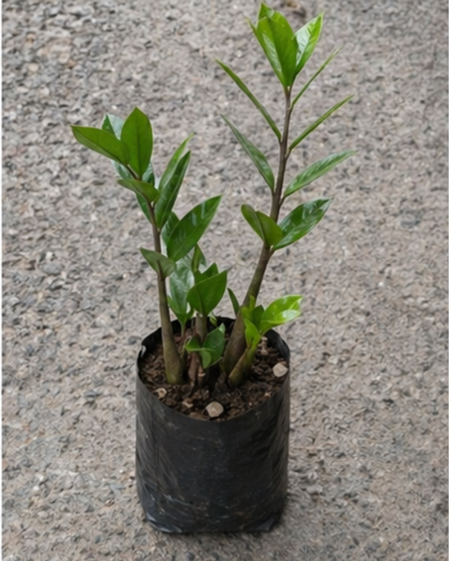 ZZ Plant — view 2
