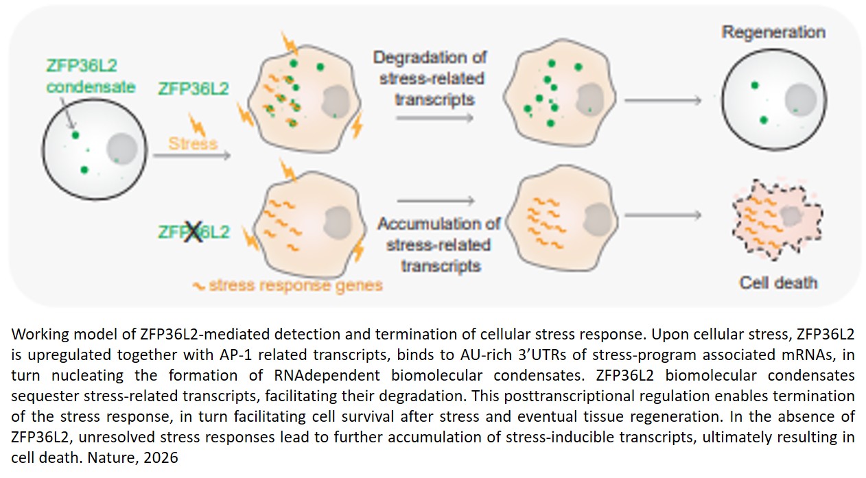 Gut  'molecular switch' to control stress and cancer