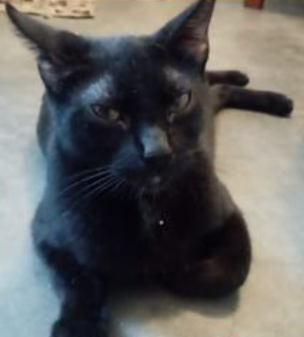NEGRITA