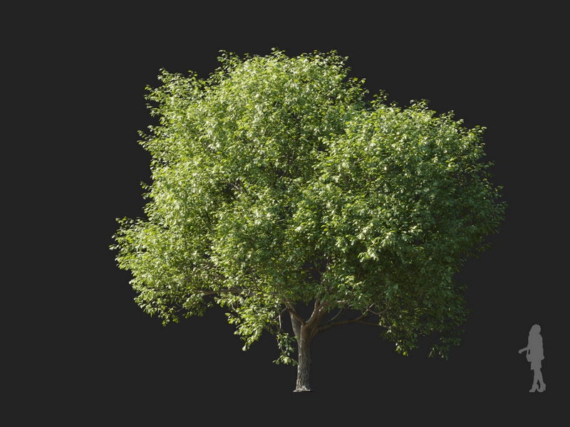 Maxtree - Plant Models Vol.127