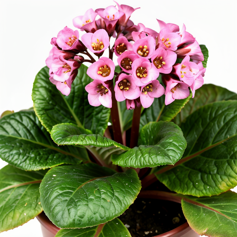 Bergenia cordifolia Flirt pianta degli elefanti foglie cuoriformi rosa