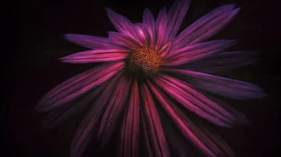 Flower, Black, Plant, Petal, Purple Full HD iPhone Wallpaper Background