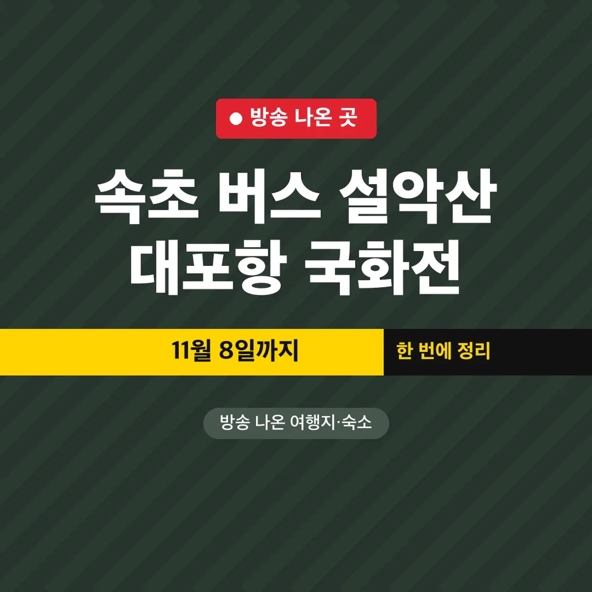 속초 버스 설악산 대포항 국화전, 11월 8일까지