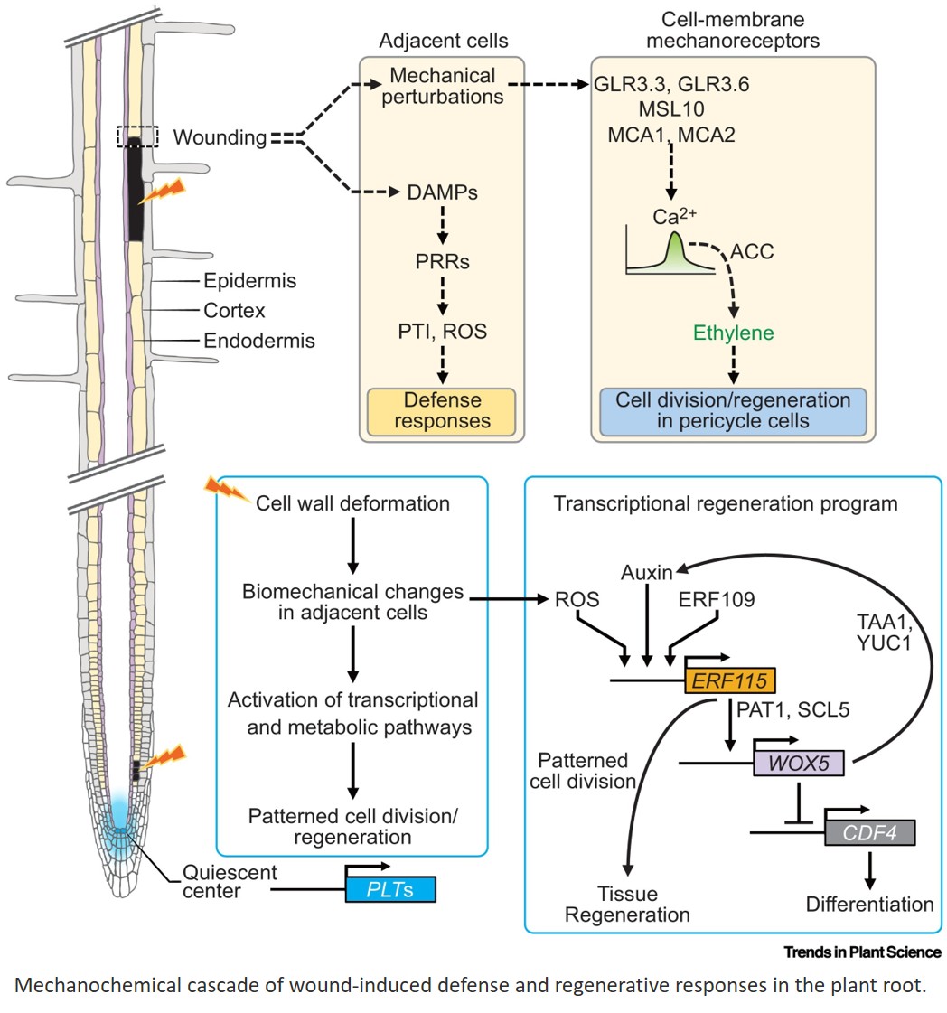 Single-cell laser ablation uncovers the blueprint of plant development