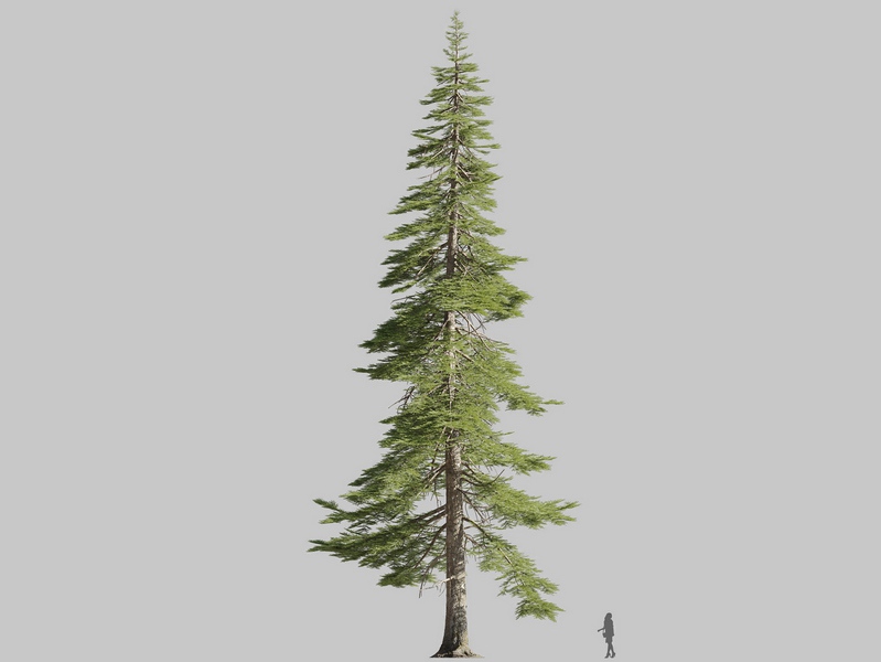 Maxtree - Plant Models Vol.126
