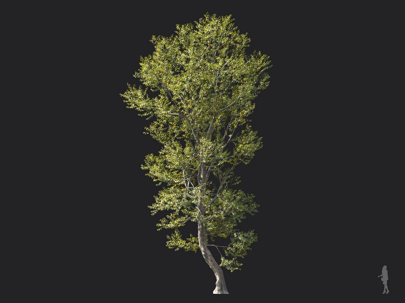 Maxtree - Plant Models Vol.124