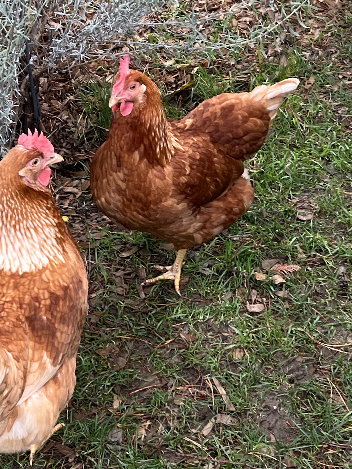 Brown Egg Layer Chicken