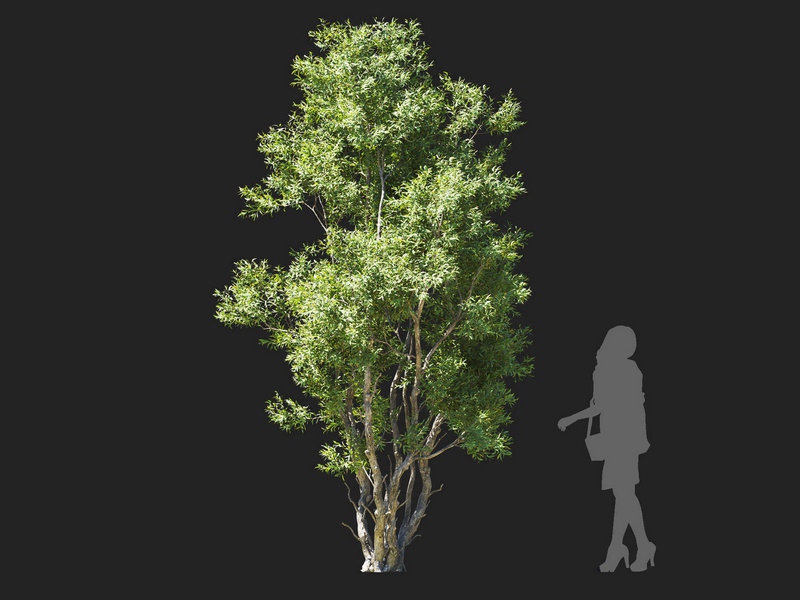 Maxtree - Plant Models Vol.112