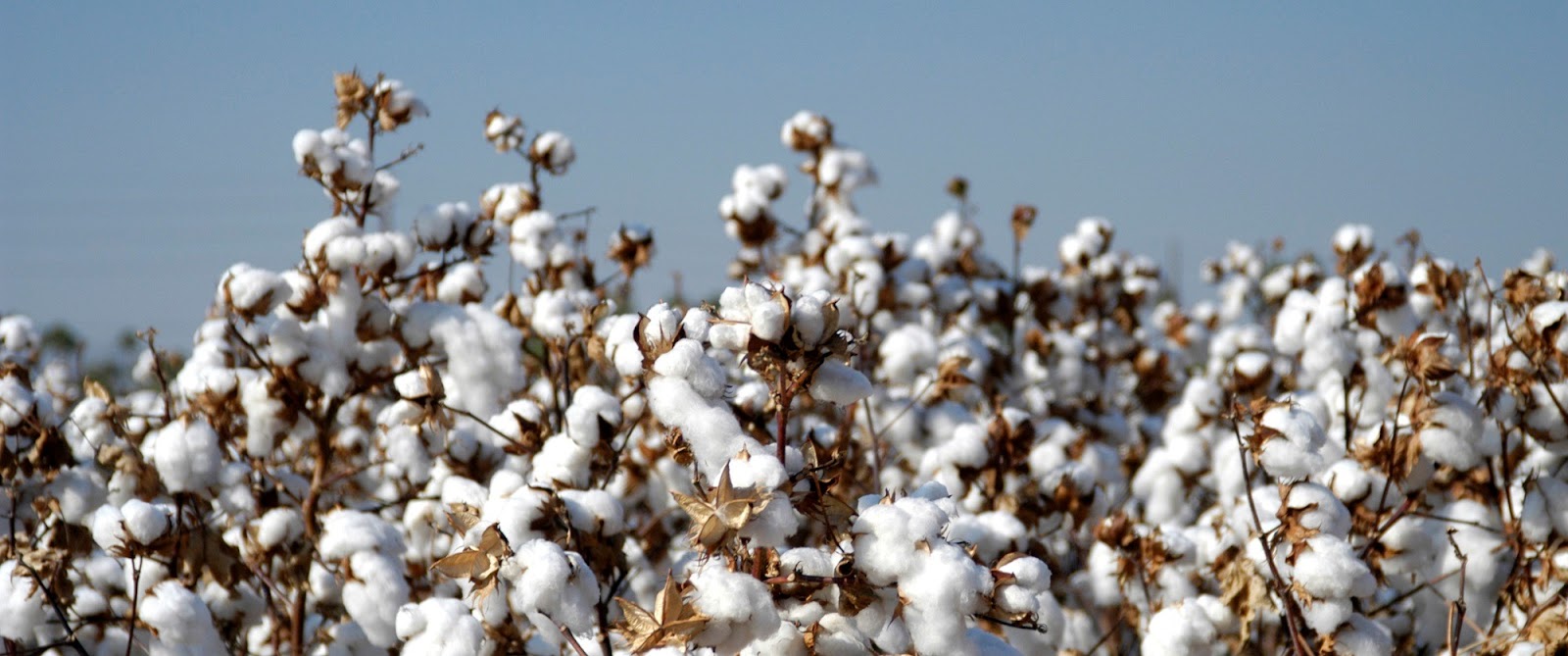Breeding of Cotton