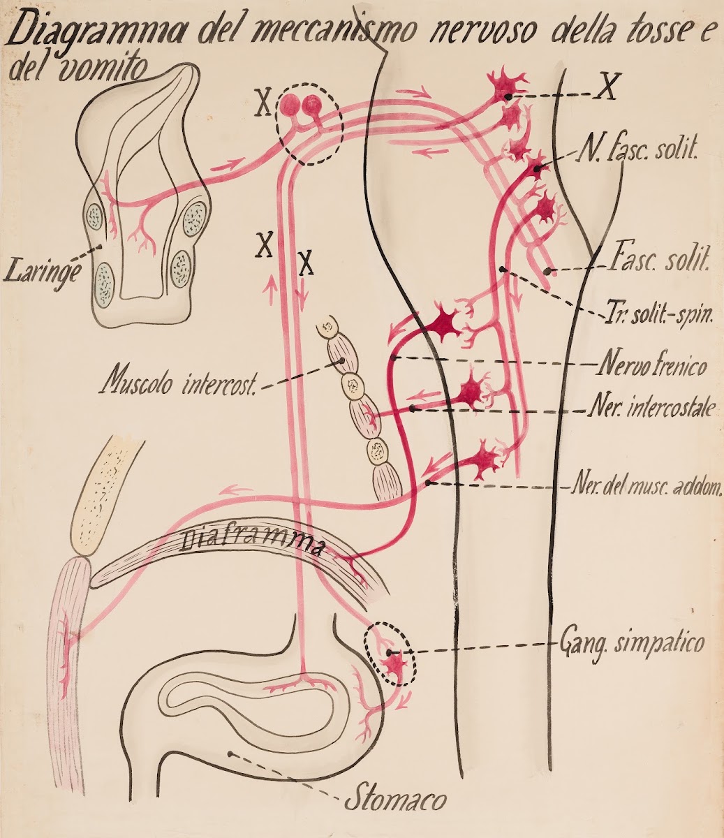 Diagram of the mechanism of cough and vomiting 19th century