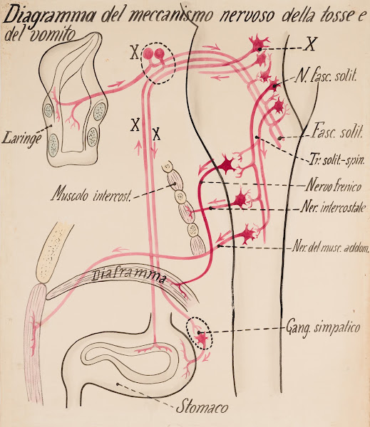 Diagram of the mechanism of cough and vomiting 19th century