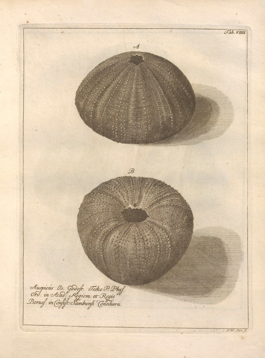 Naturalis Dispositio Echinodermatum Natural Arrangement Of Echinoderms Pl09 1734