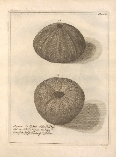 Naturalis Dispositio Echinodermatum Natural Arrangement Of Echinoderms Pl09 1734