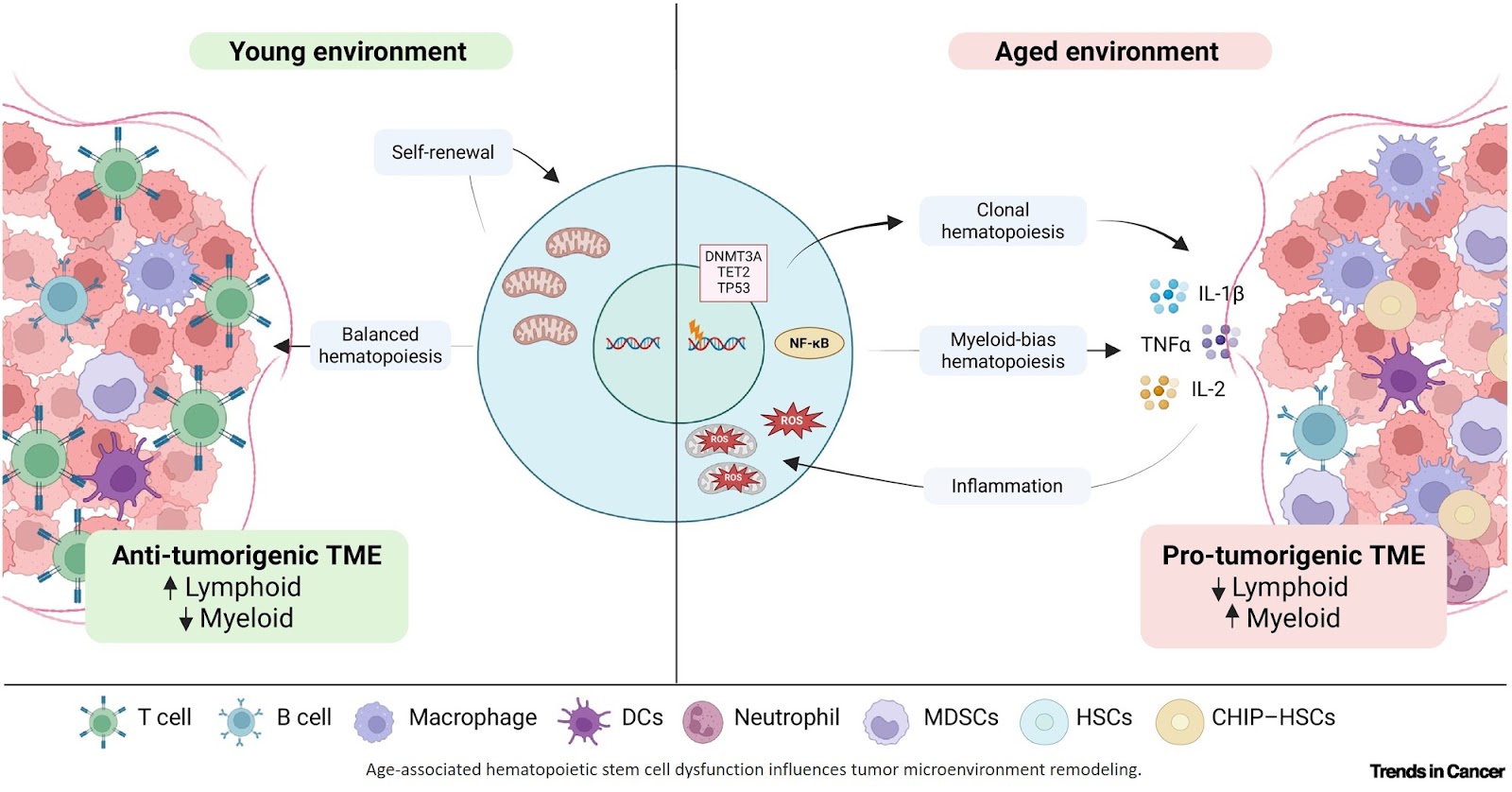 How aging affects cancer?