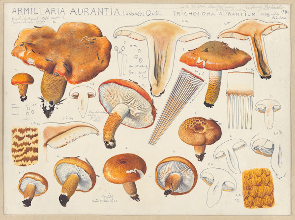 Armillaria aurantia Schäff Quél Tricholoma aurantium Schff nach Ricken 1915 1945