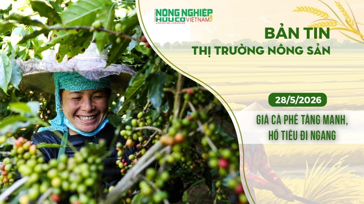 Thị trường nông sản 28/5/2026: Giá cà phê tăng mạnh, hồ tiêu đi ngang - Nông nghiệp Hữu cơ Việt Nam