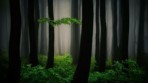 Woodland Wallpaper