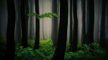 Woodland Wallpaper