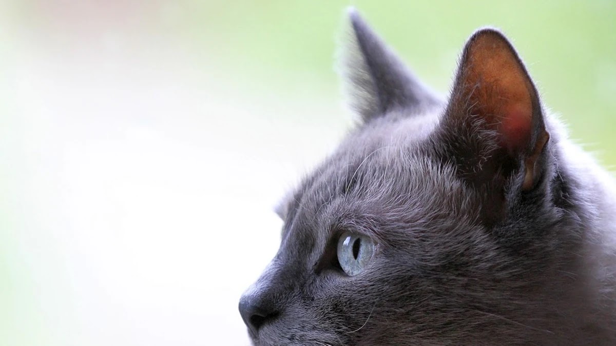 국제 금리 변동이 국내 자산배분에 미치는 영향 구조 분석