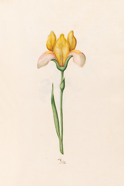 Iris 1692