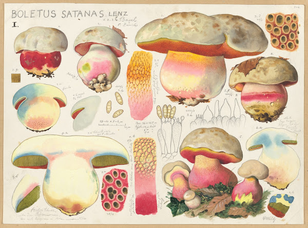 Boletus satanas Lenz 1915 1945