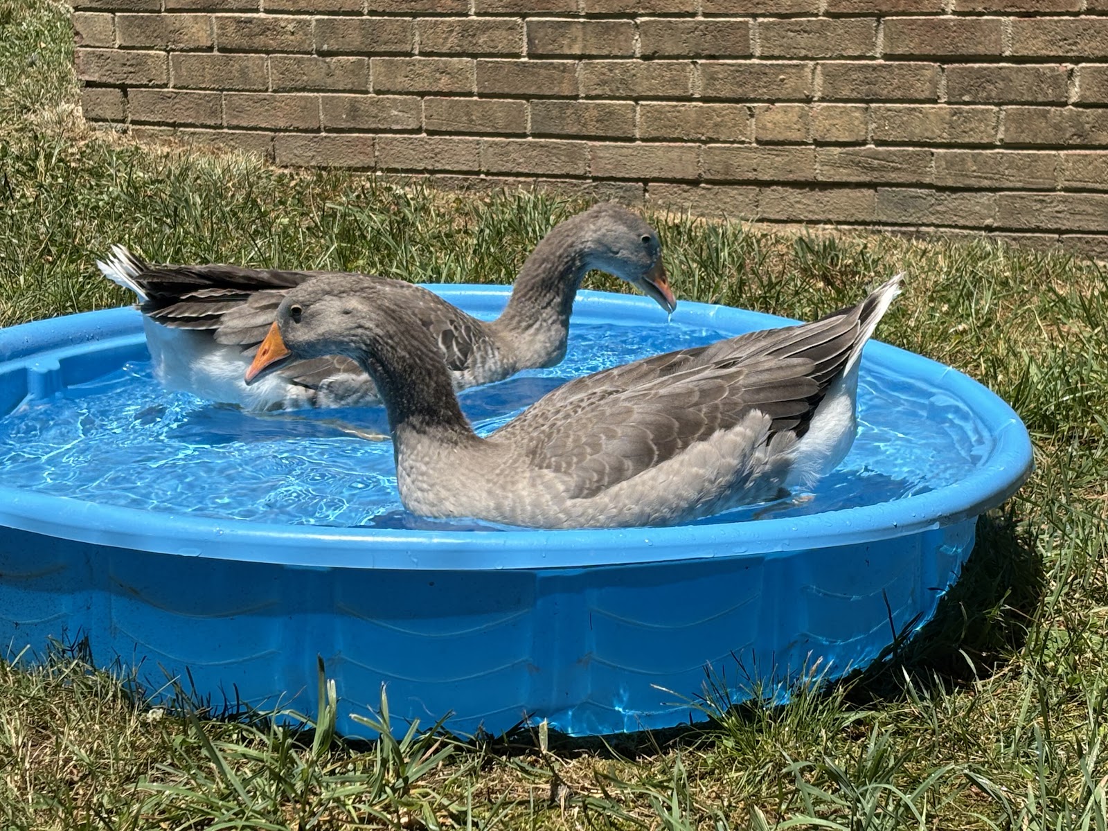 Pilgrim Goose