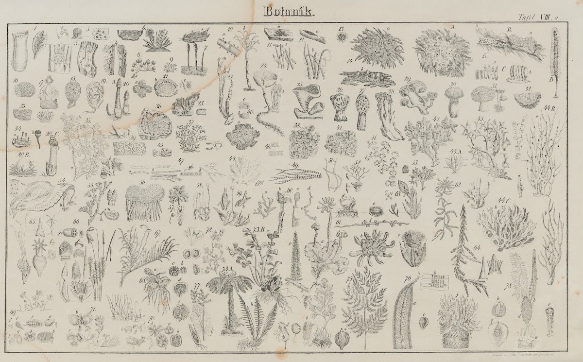 Atlas der Abbildungen Pierers Universal Lexikon Pl08 1848