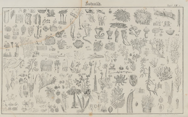 Atlas der Abbildungen Pierers Universal Lexikon Pl08 1848