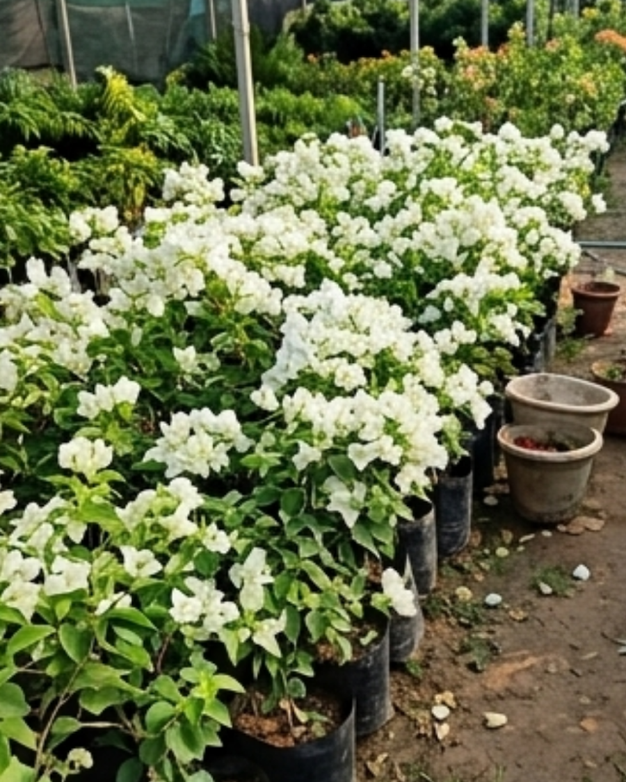 Imported Mrs Alice Bougainvillea Plant — view 4