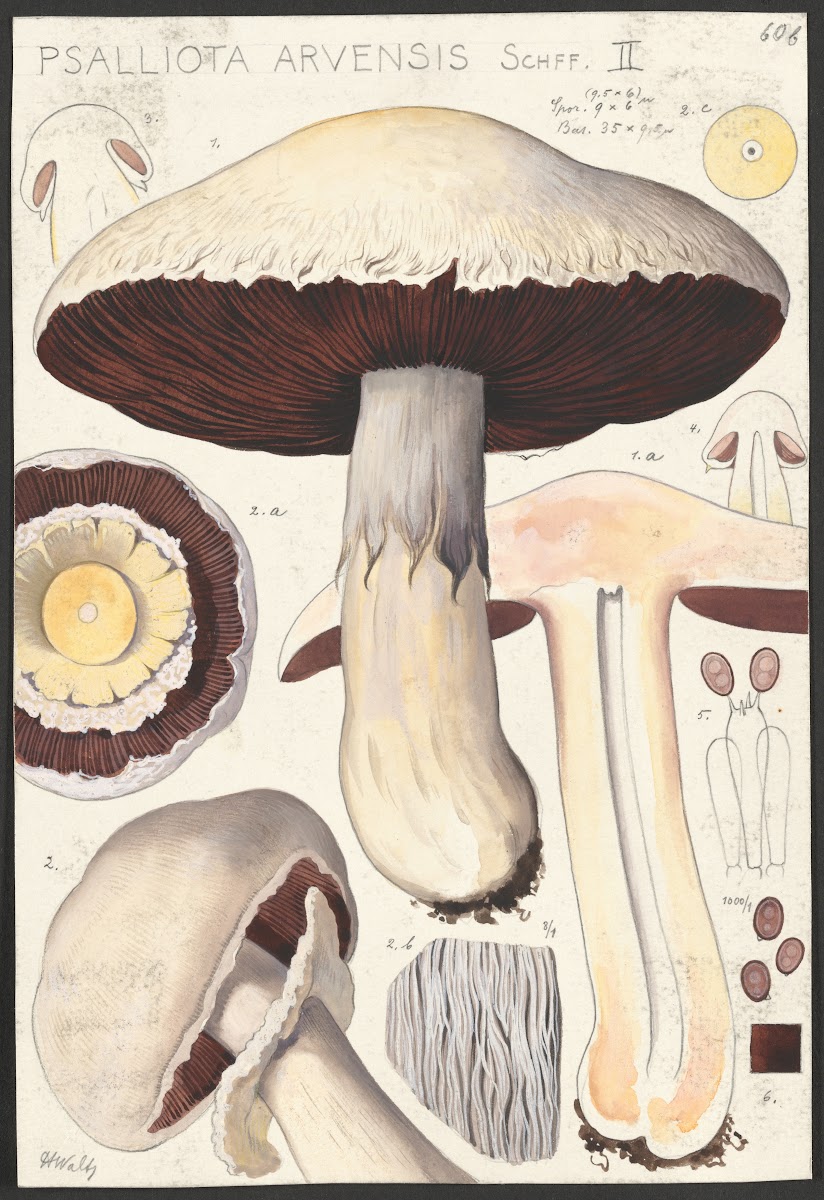 Psalliota Arvensis Schff II 1915 1945