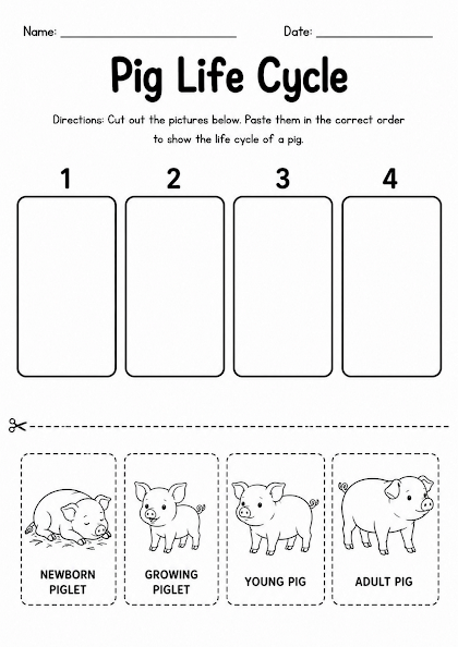 Pig Life Cycle Worksheet