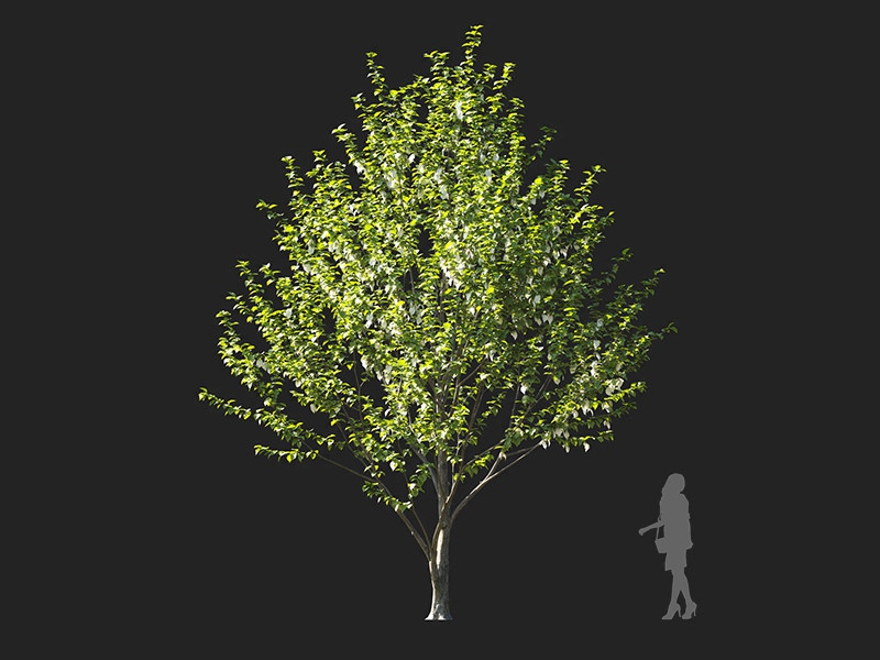 Maxtree - Plant Models Vol.122