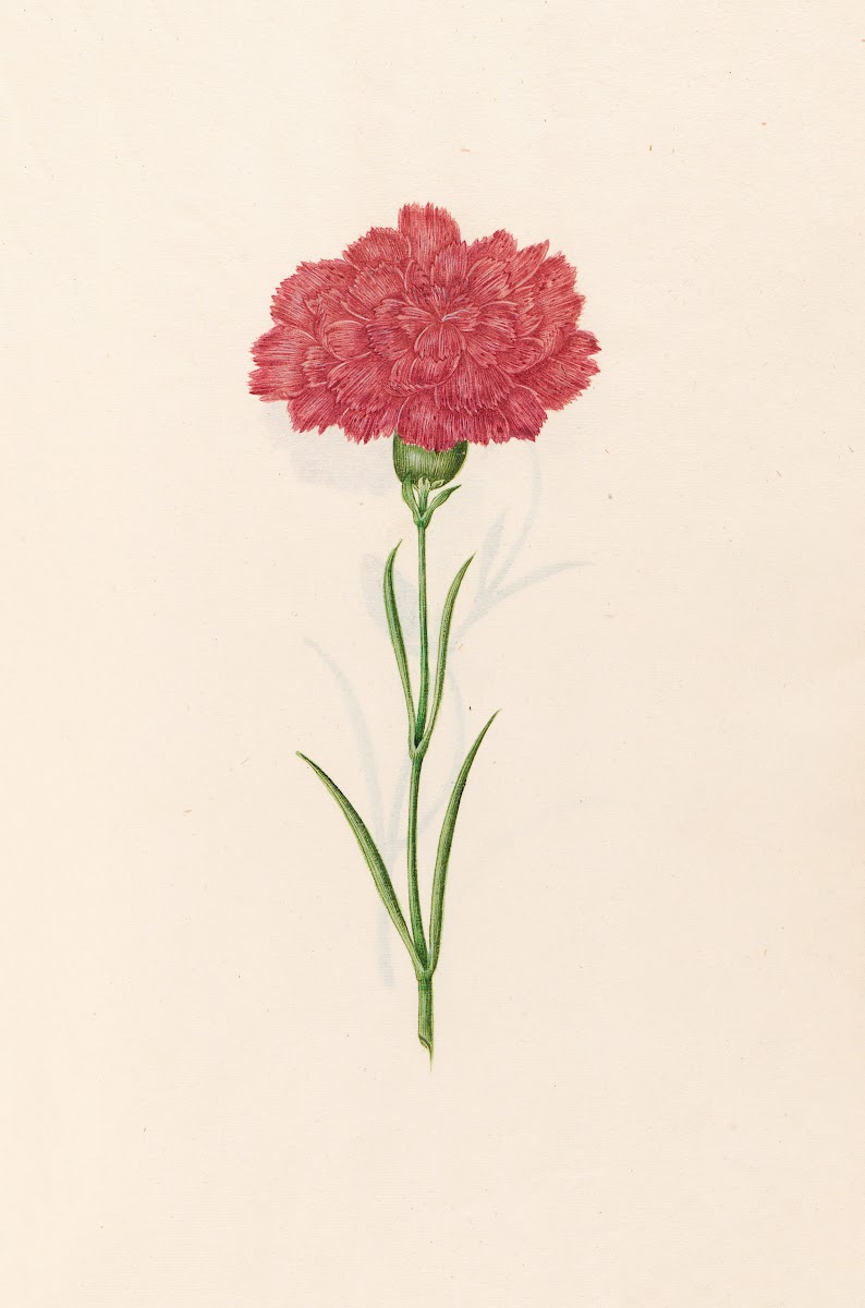 Carnation 1692