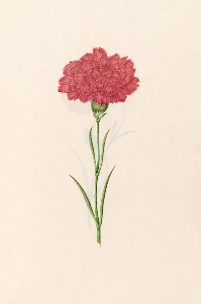 Carnation 1692