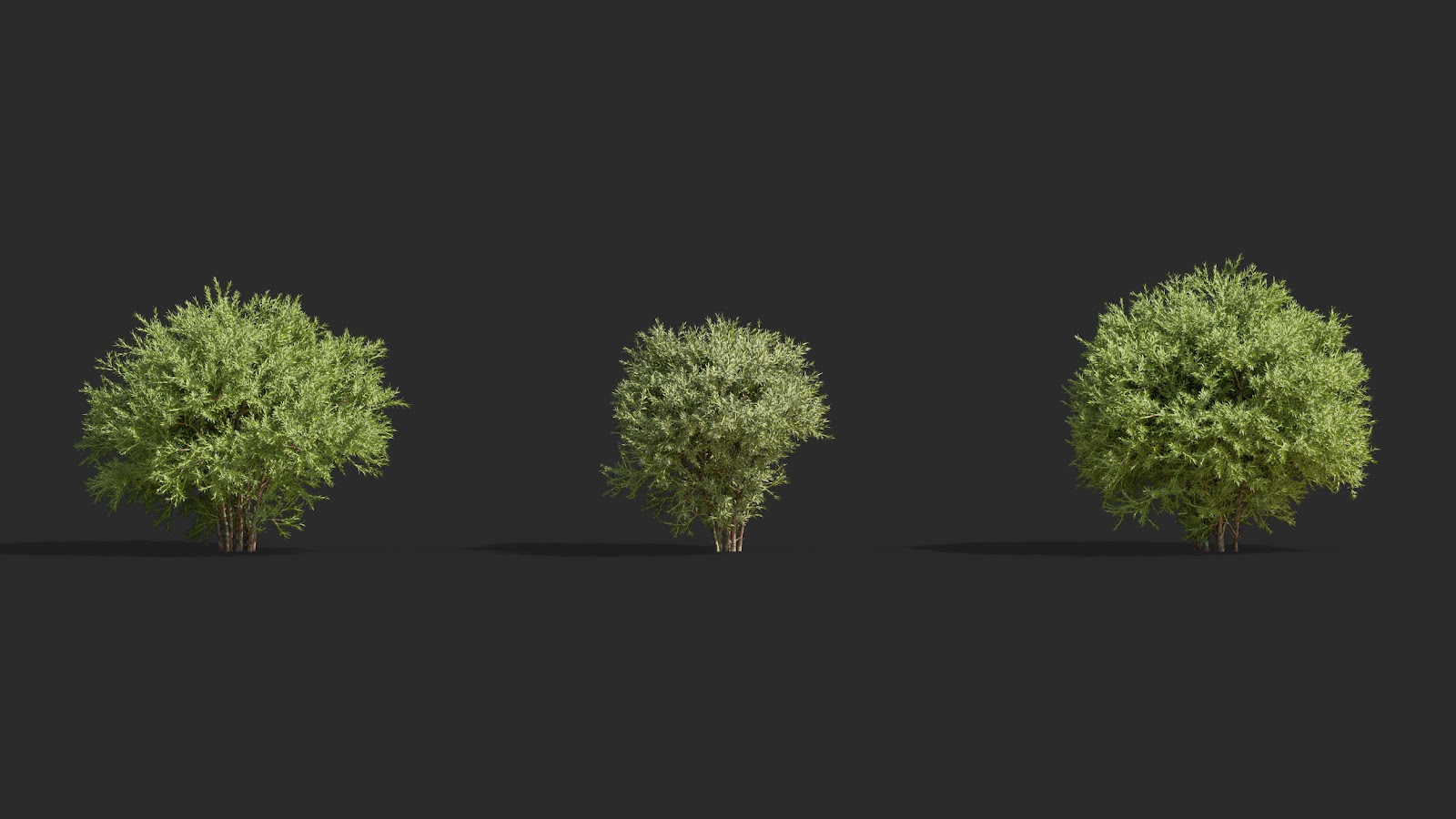 Maxtree - Plant Models Vol.63