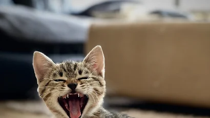 European Shorthair, Dragon Li, Tabby Cat, Snout, Yawn 2K iPhone Wallpaper Background