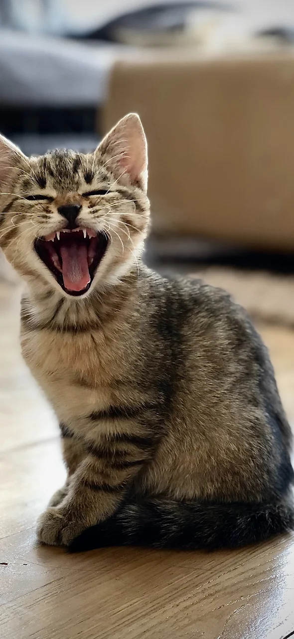 European Shorthair, Dragon Li, Tabby Cat, Snout, Yawn 2K iPhone Phone Wallpaper