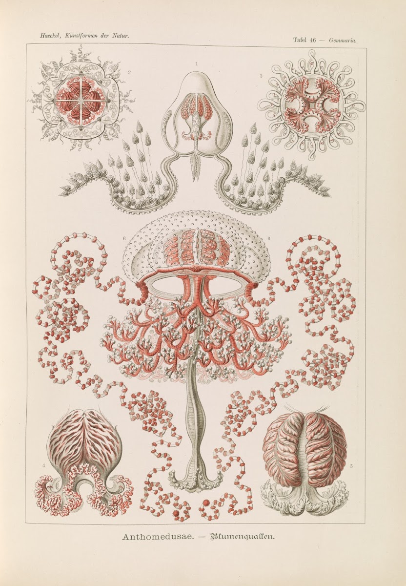 Anthomedusae  Blumenquallen 1904