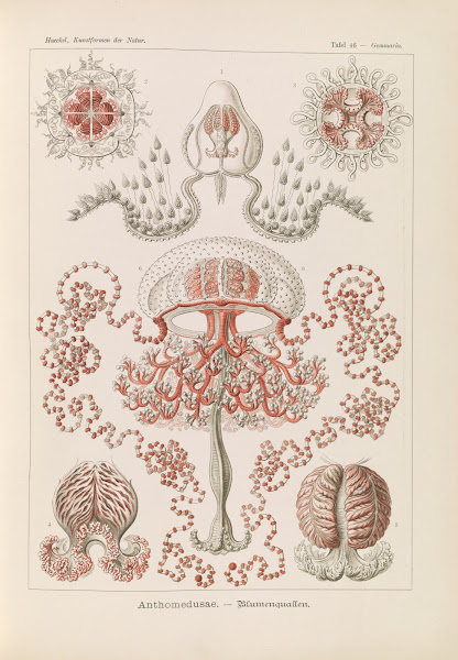 Anthomedusae  Blumenquallen 1904