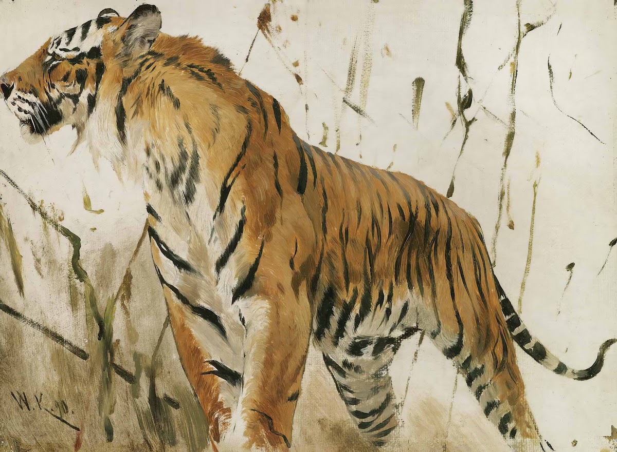 Study Of A Tiger 1890