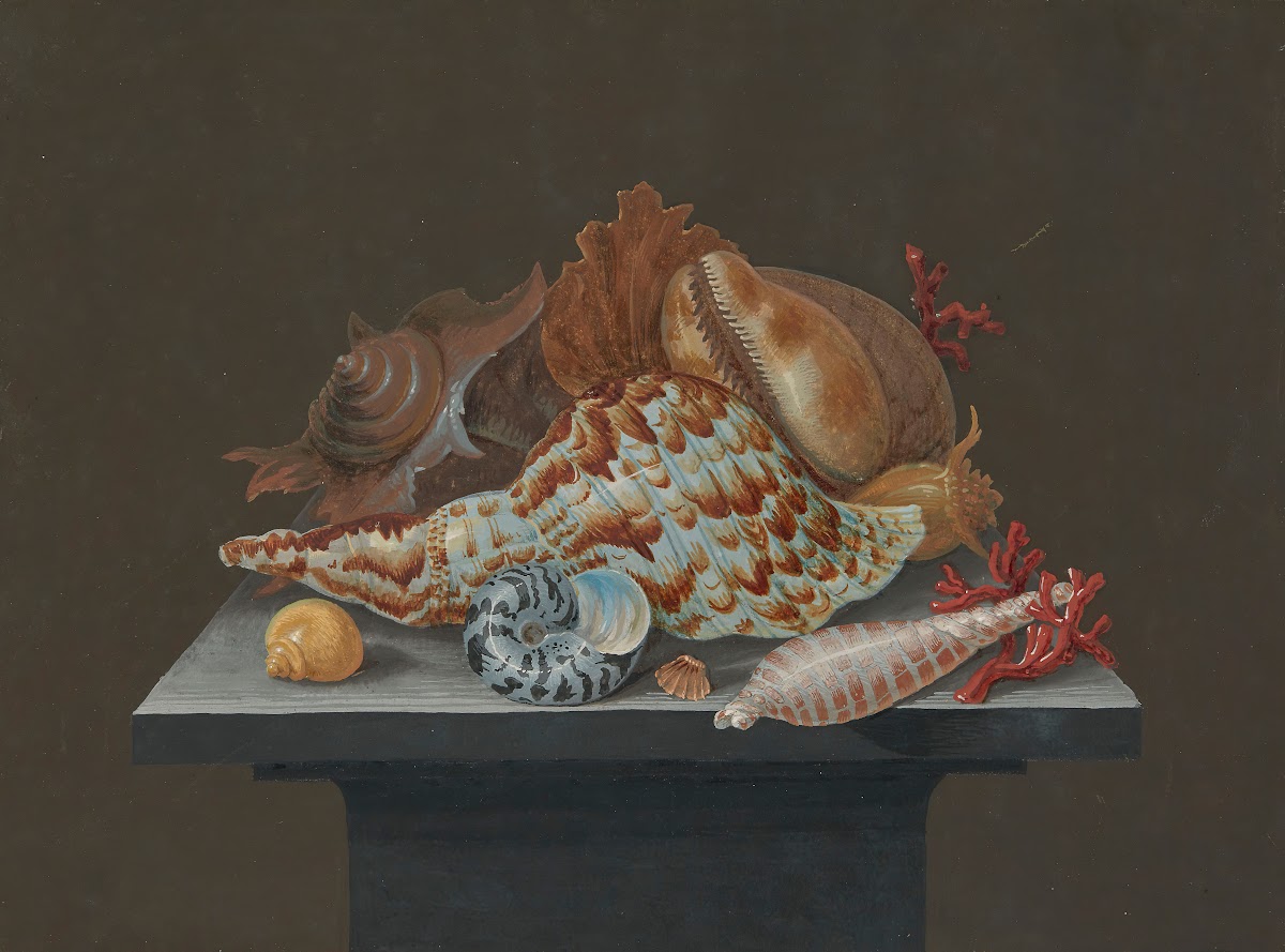 Still life with shells 19th Century