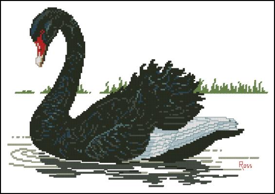 CMP 360023 Black Swan