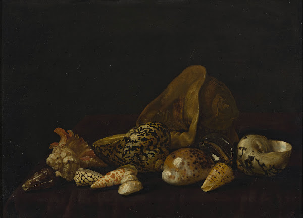 Seashells in a purple tapestry 1690s