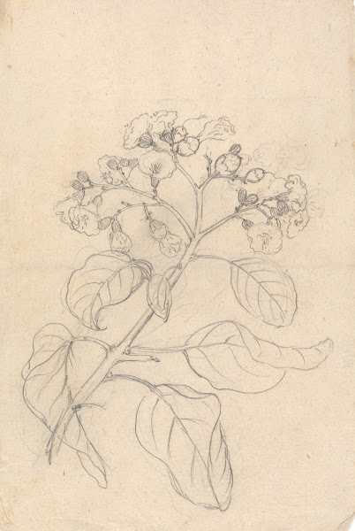 Cordia Abyssinica