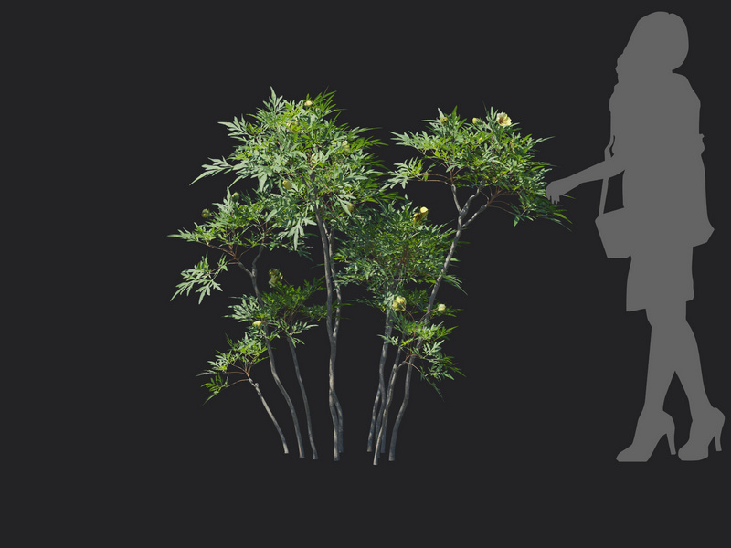Maxtree - Plant Models Vol.129