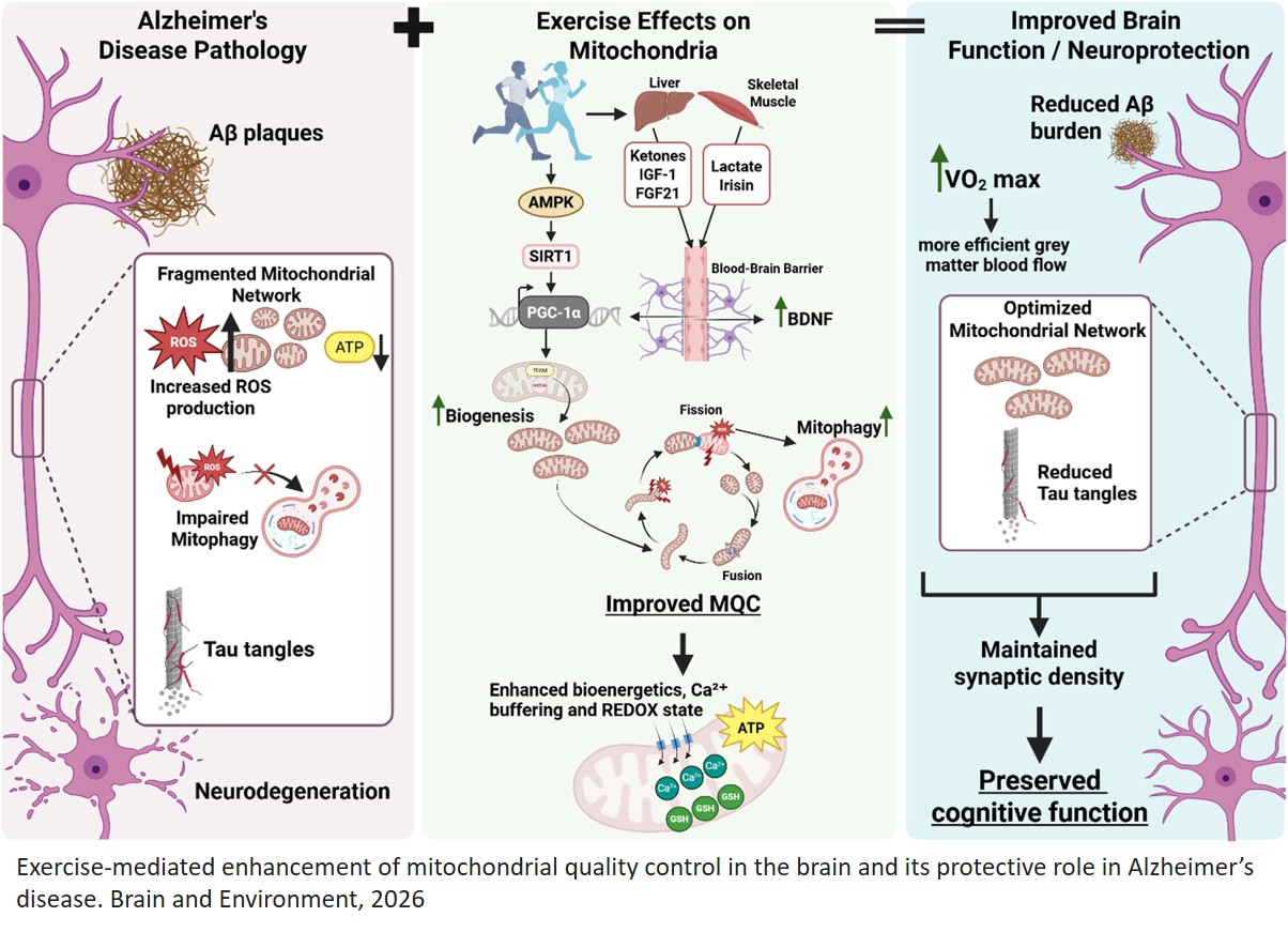 The impact of exercise on brain mitochondrial health and its relevance to Alzheimer’s disease