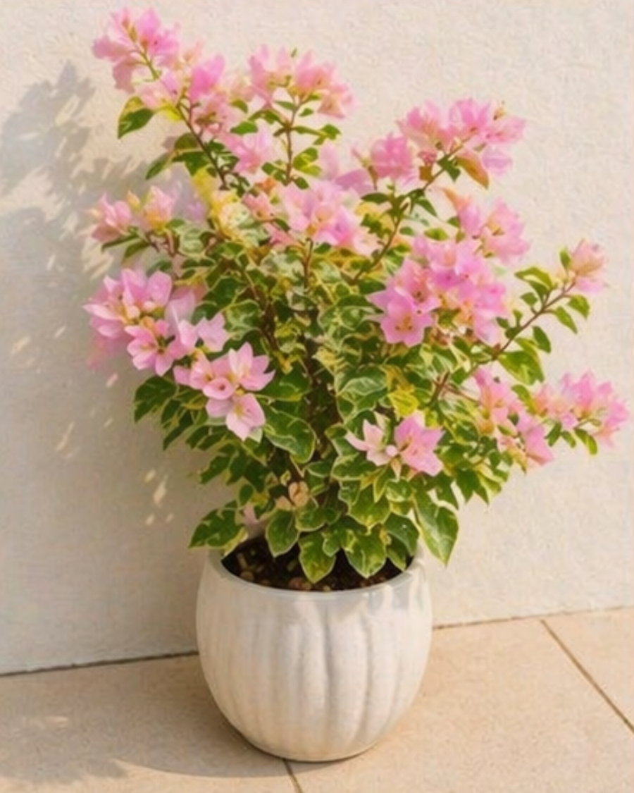 Imported Snow Pink Bougainvillea Plant — view 2